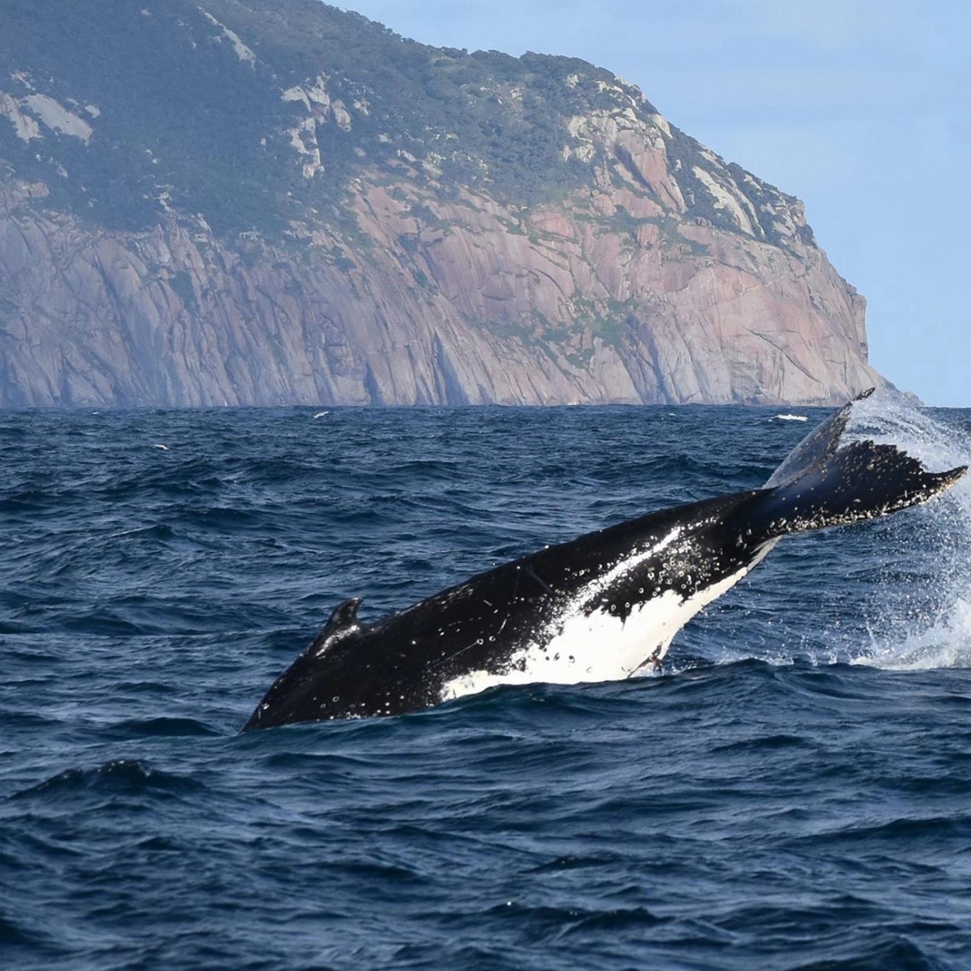 Wildlife Coast Cruises Wilsons Prom Whale Cruise
