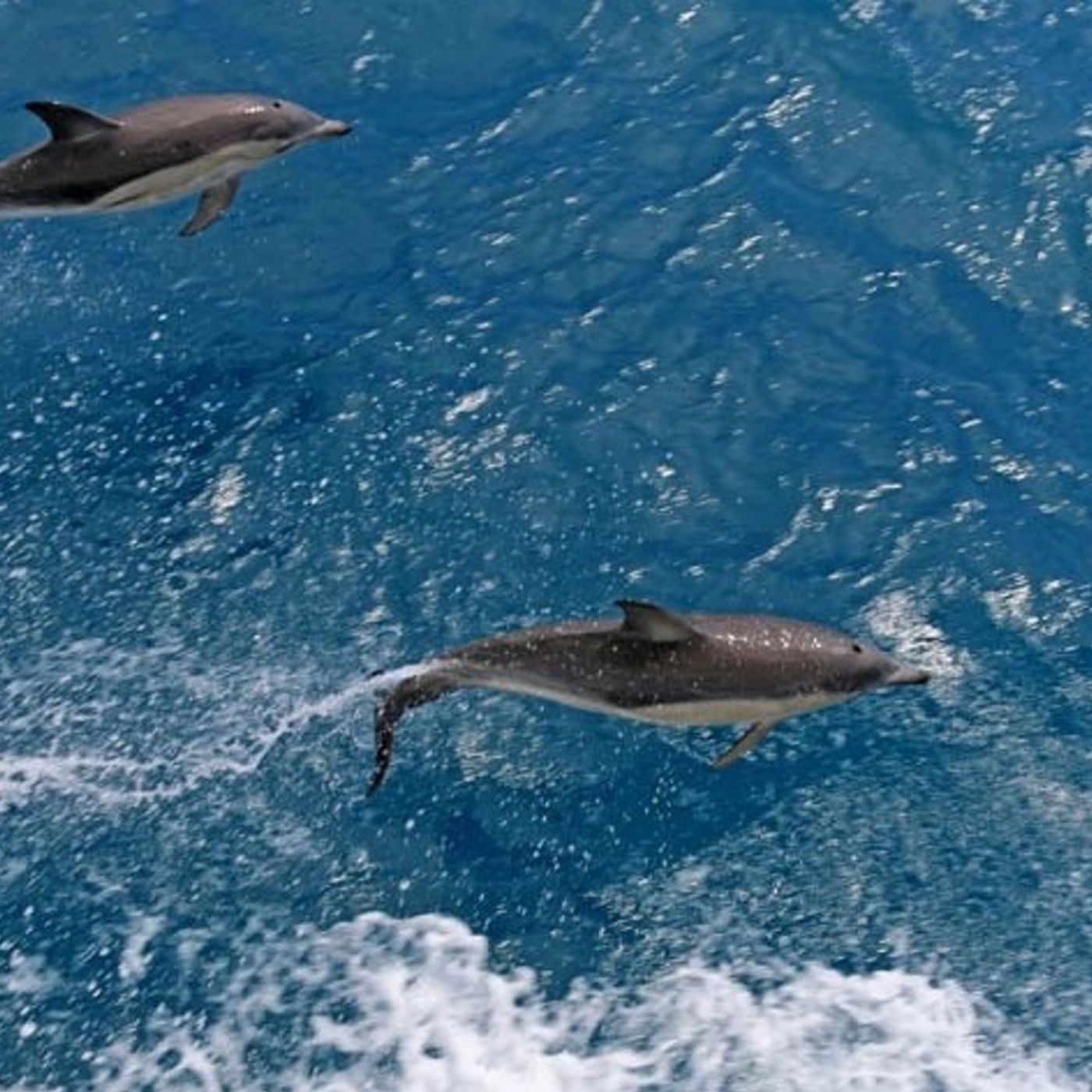 Wildlife Coast Cruises Wilsons Prom Whale Cruise
