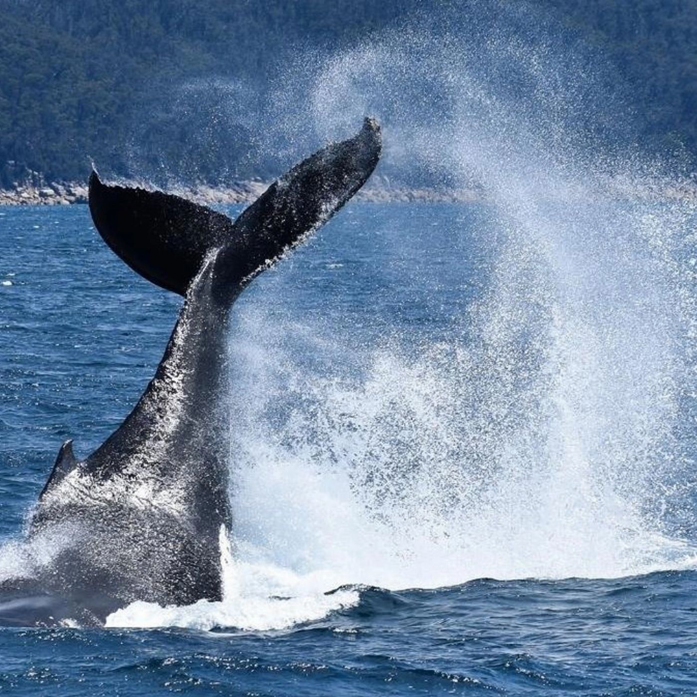 Wildlife Coast Cruises Wilsons Prom Whale Cruise