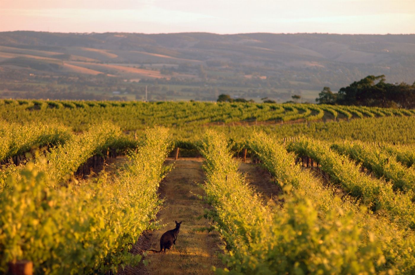 See Adelaide & Beyond McLaren Vale & Glenelg Afternoon Tour