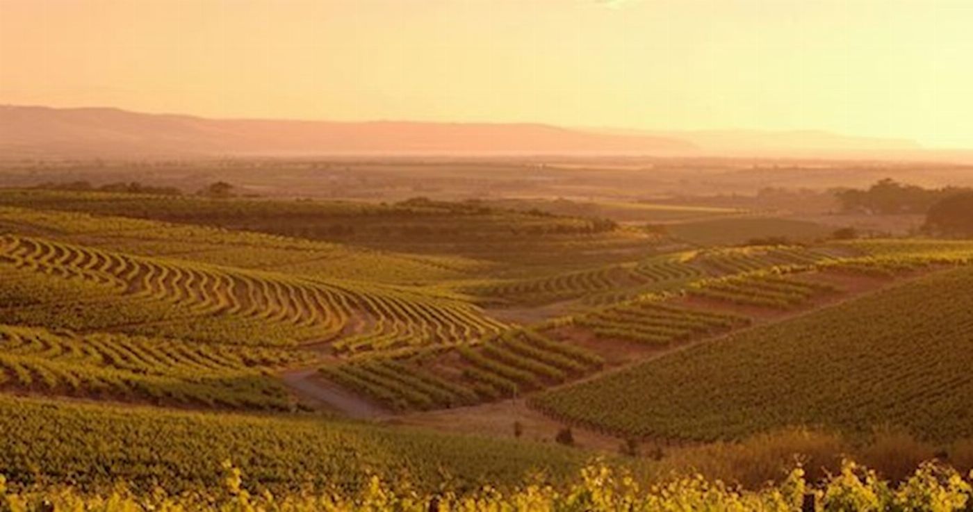 See Adelaide & Beyond McLaren Vale & Glenelg Afternoon Tour