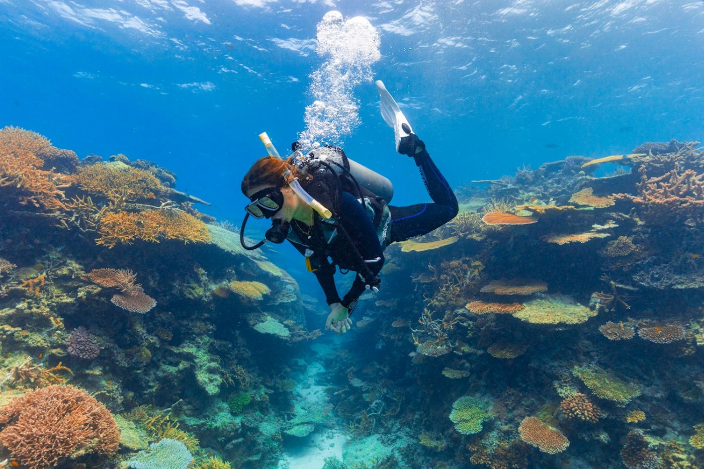 Adrenalin Dive Great Barrier Reef Day Trip (Certified Diver)