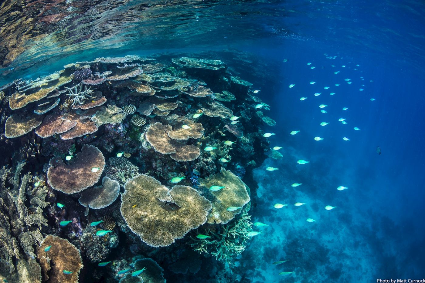 Adrenalin Dive Great Barrier Reef Day Trip (Certified Diver)
