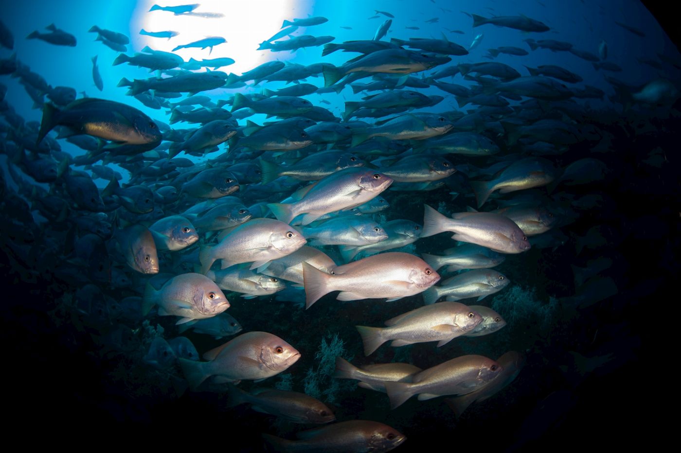 Adrenalin Dive Yongala Day Trip - Certified Diver