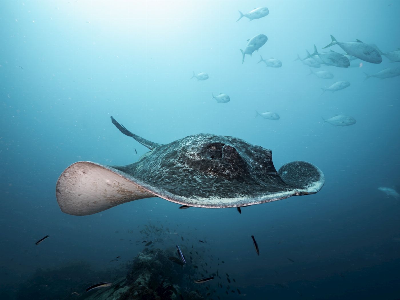 Adrenalin Dive Yongala Day Trip - Certified Diver