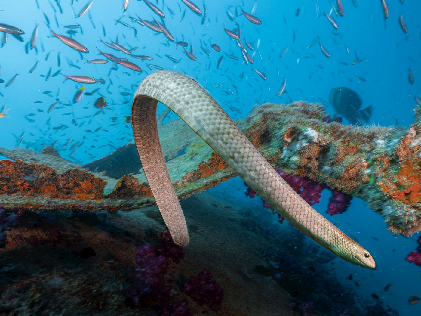 Adrenalin Dive Yongala Day Trip - Certified Diver