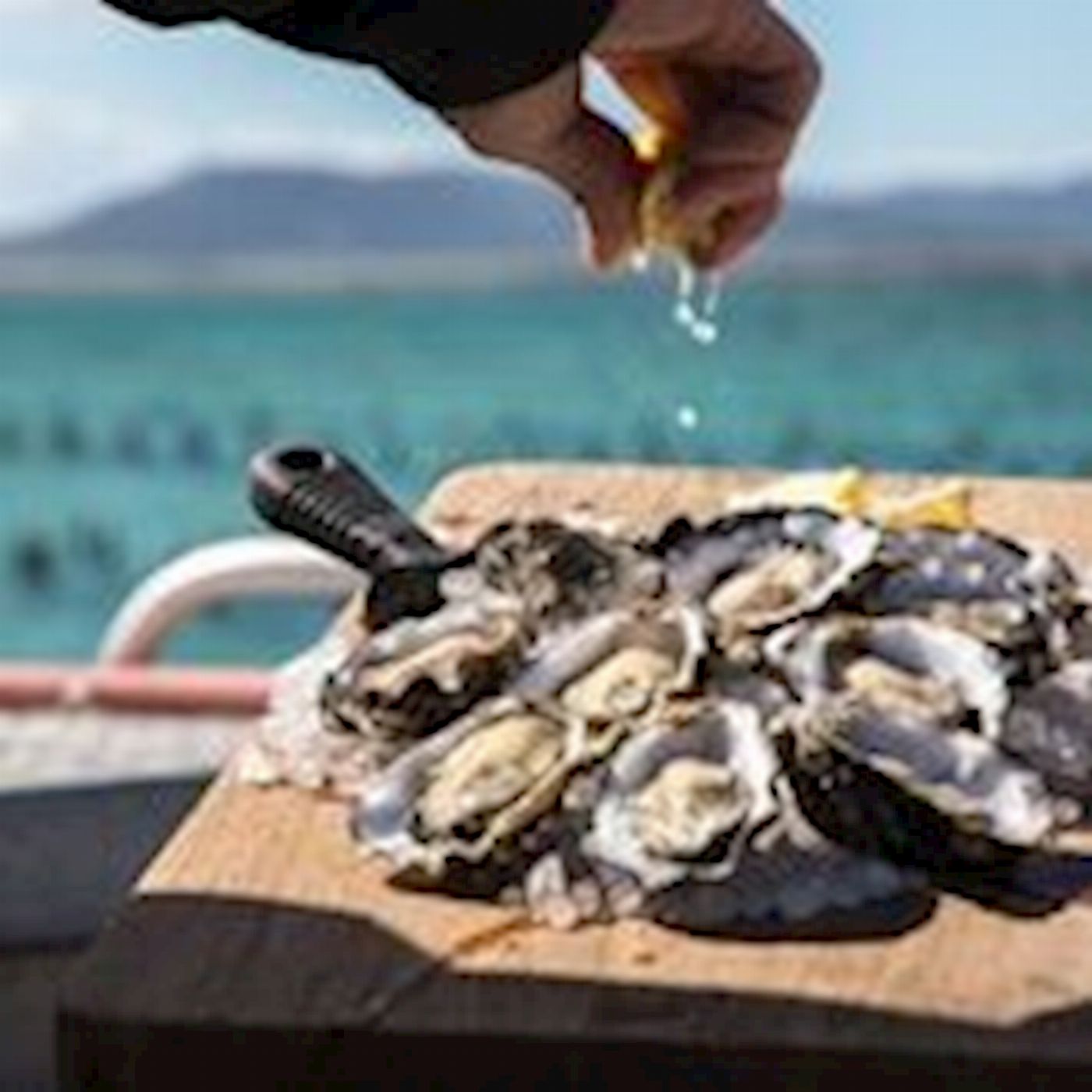 Experience Coffin Bay Oyster Farm and Bay Tour