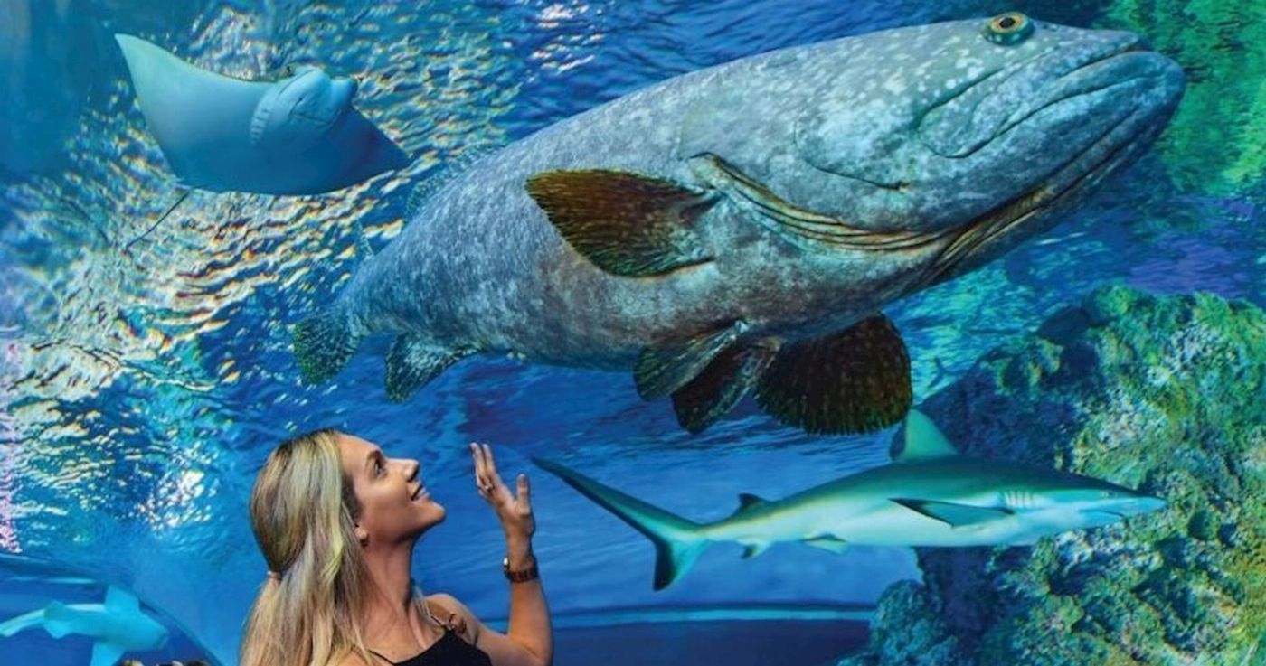 Cairns Aquarium General Admission (Family)