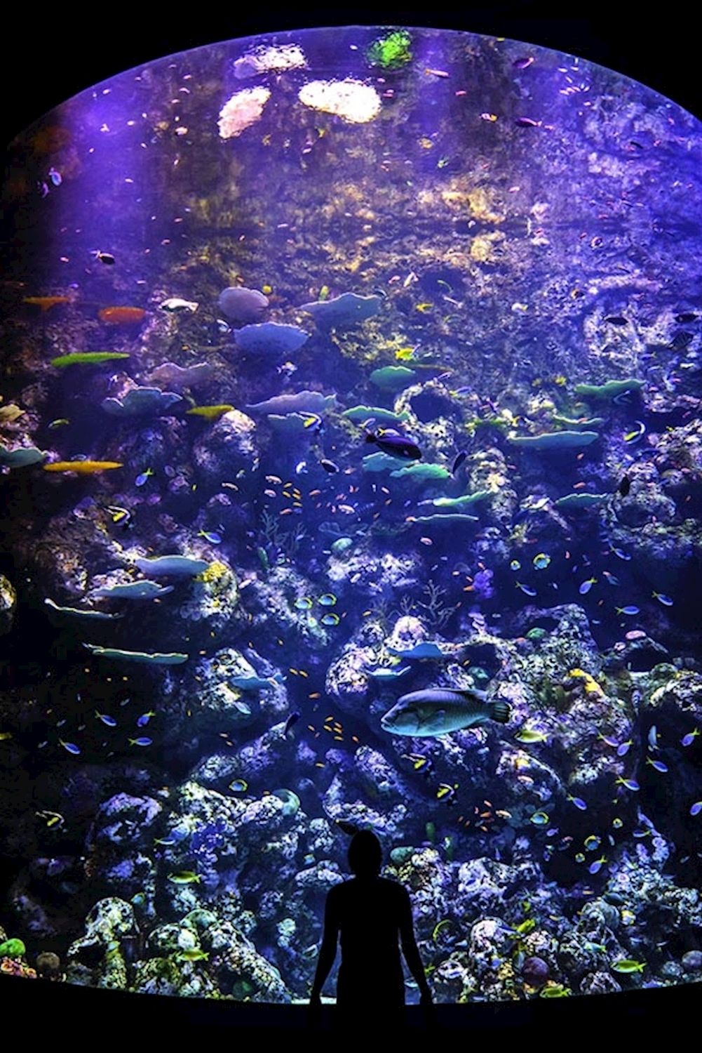 Cairns Aquarium General Admission (Family)