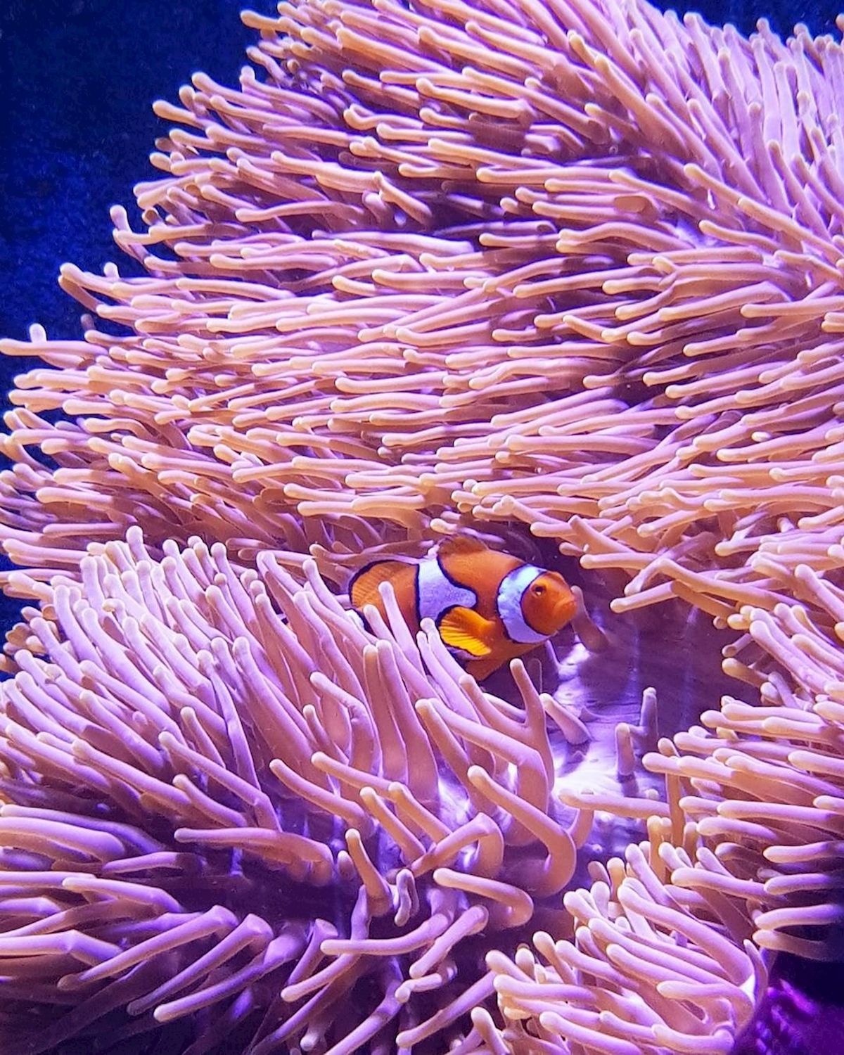 Cairns Aquarium General Admission (Family)