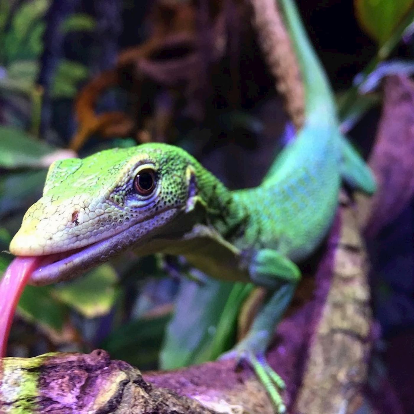 Cairns Aquarium General Admission (Family)
