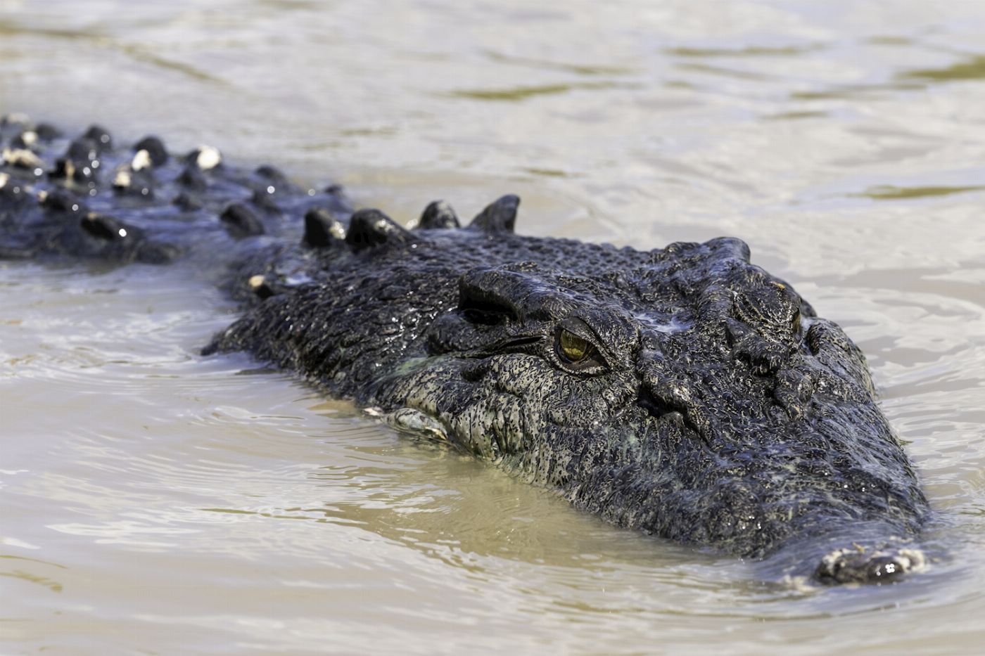 Autopia Tours Jumping Crocodile Tour (Half Day)