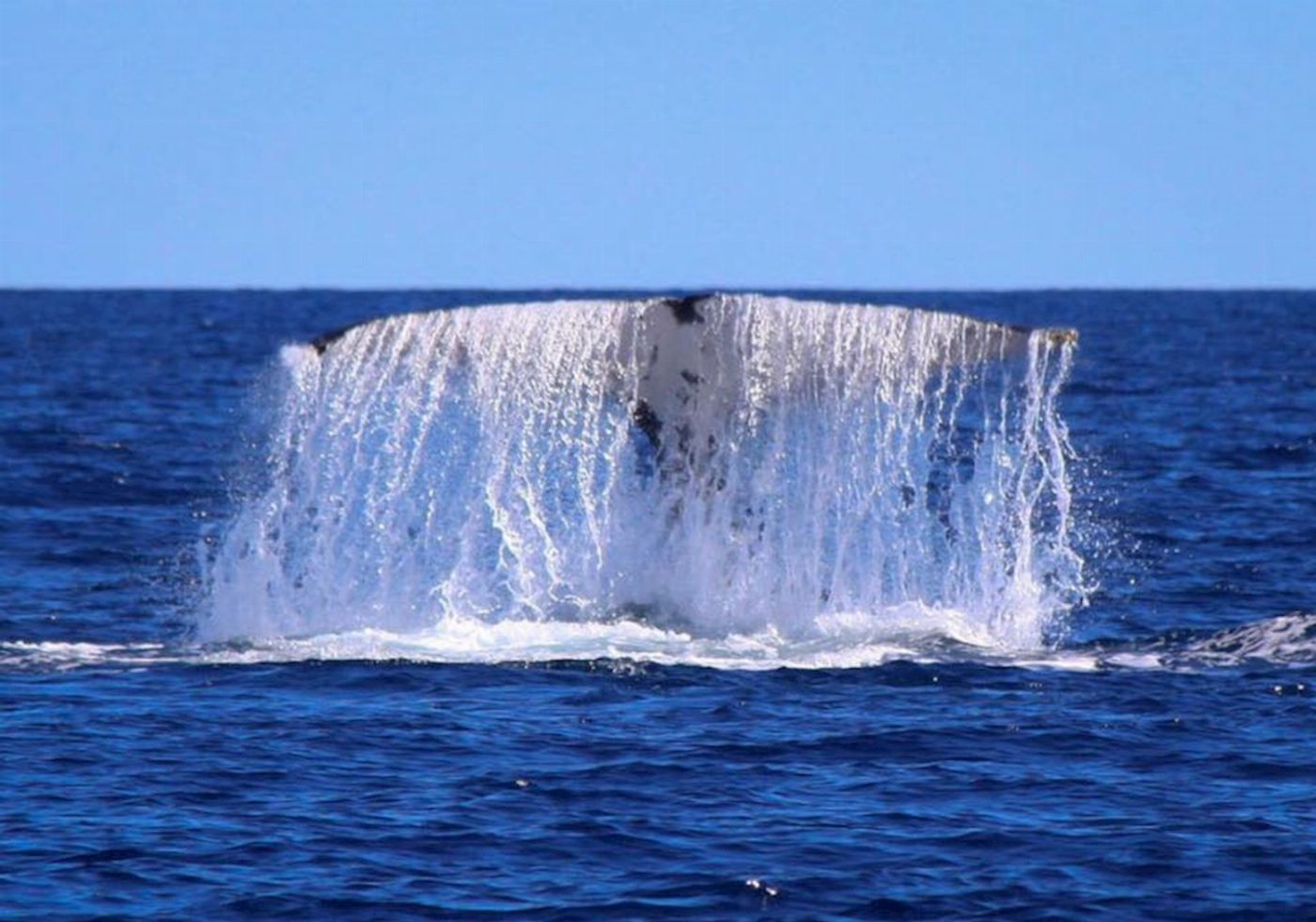 Rottnest Fast Ferries 2 Hour Whale Watching Cruise from Hillarys Boat Harbour