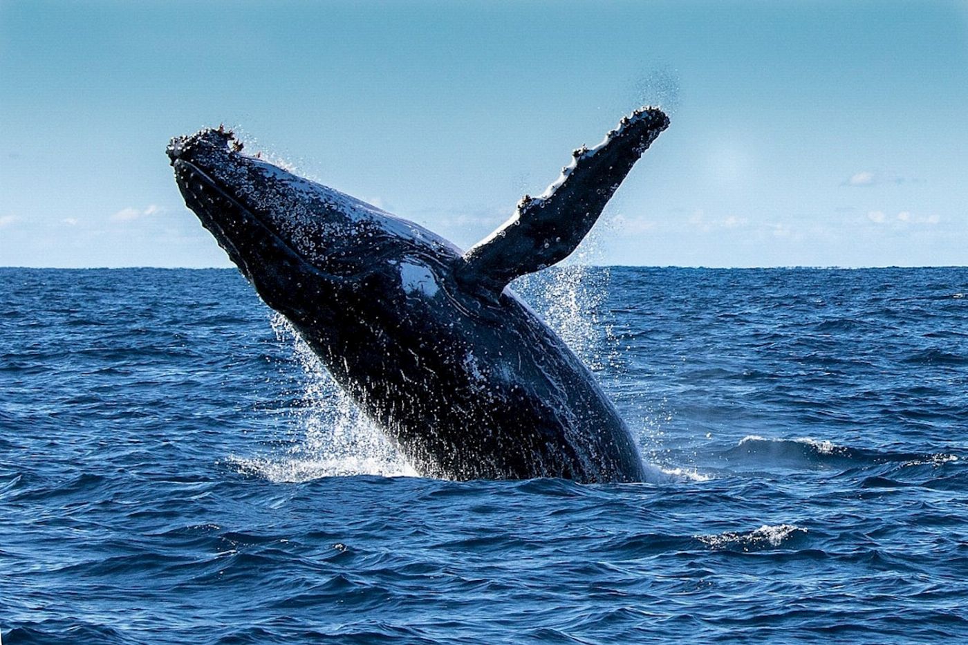 Rottnest Fast Ferries 2 Hour Whale Watching Cruise from Hillarys Boat Harbour