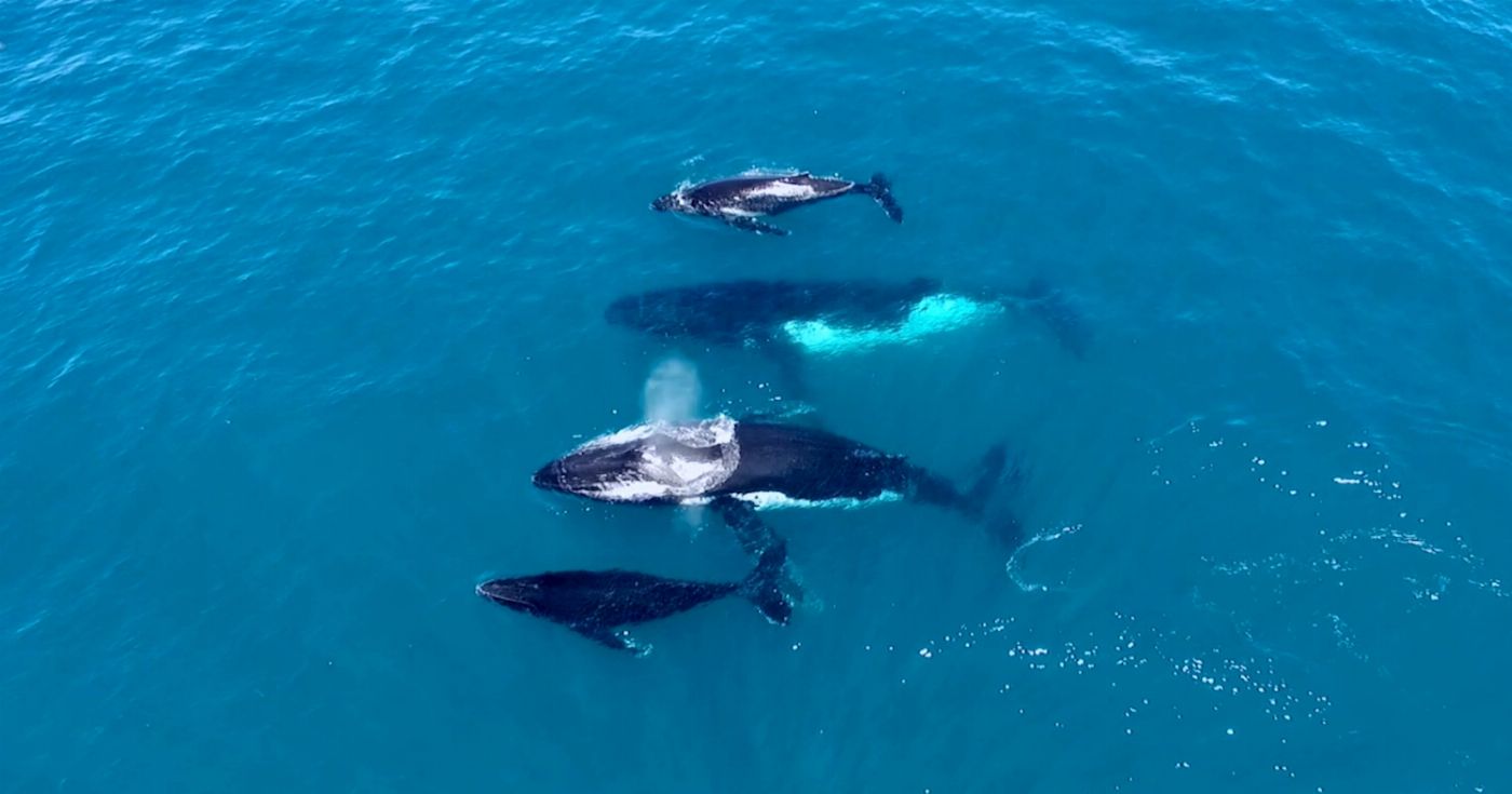 Rottnest Fast Ferries 2 Hour Whale Watching Cruise from Hillarys Boat Harbour