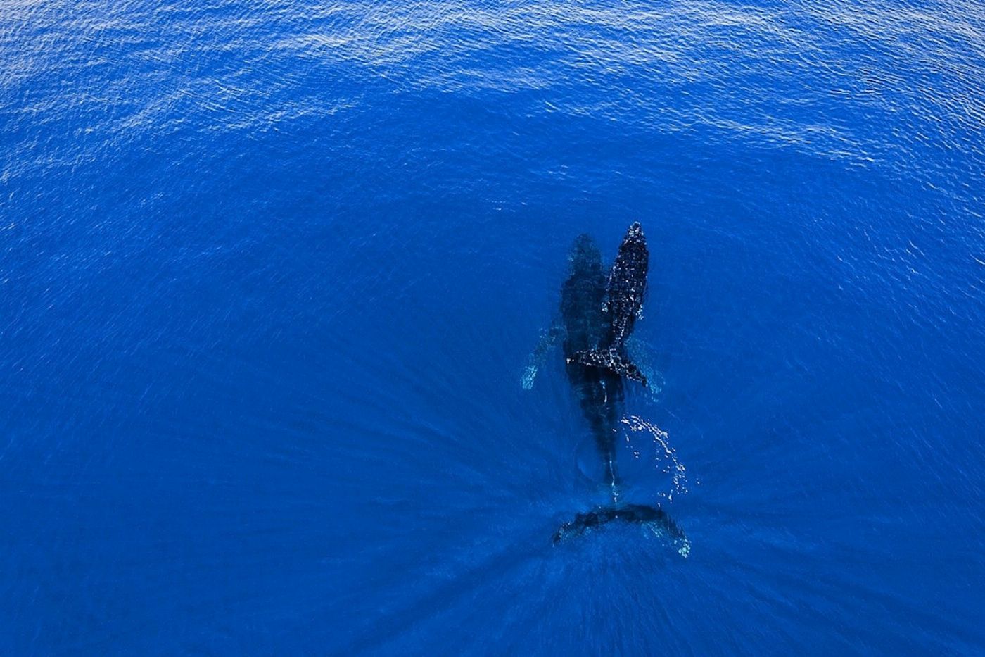 Rottnest Fast Ferries 2 Hour Whale Watching Cruise from Hillarys Boat Harbour