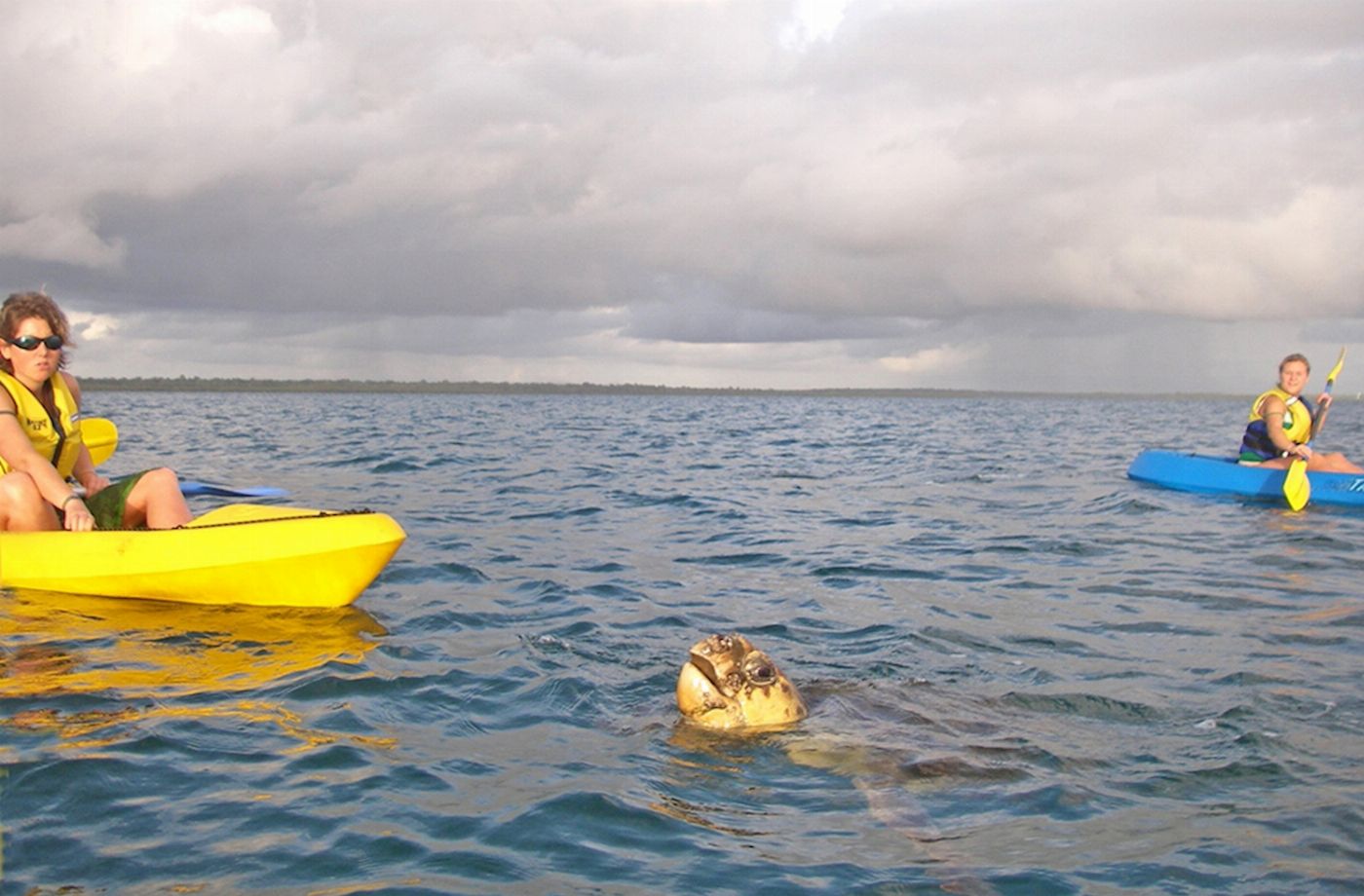 Epic Ocean Adventures Turtle View Kayak Tour