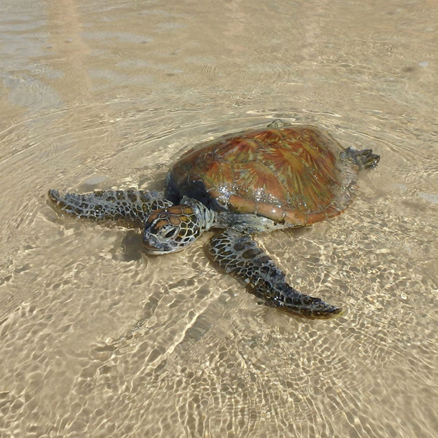 Epic Ocean Adventures Turtle View Kayak Tour