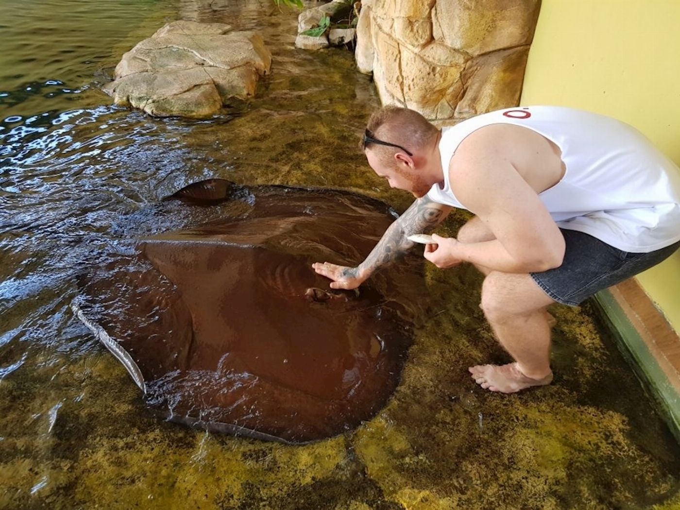 Crocosaurus Cove Whipray Encounter