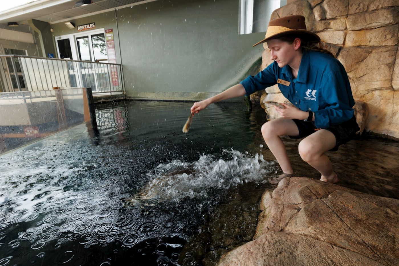 Crocosaurus Cove Whipray Encounter