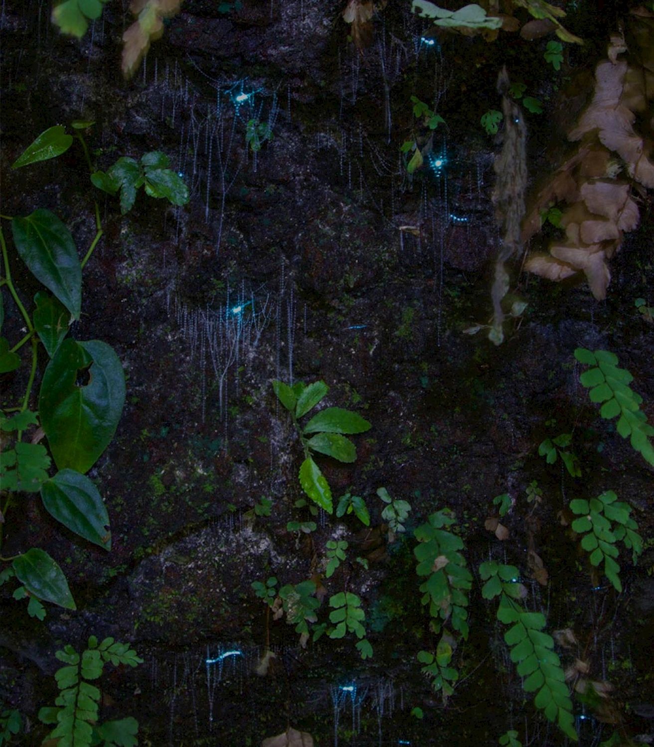 Southern Cross Tours Evening Rainforest & Glow Worm Experience