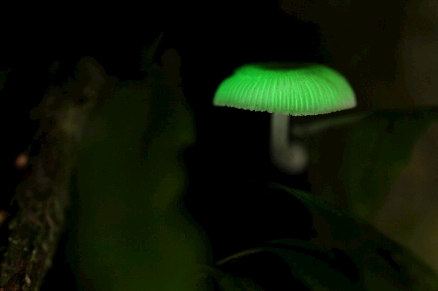 Southern Cross Tours Evening Rainforest & Glow Worm Experience