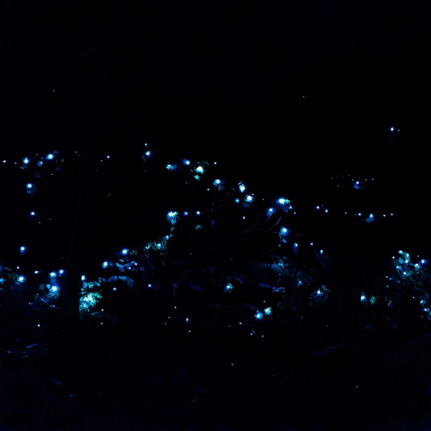 Southern Cross Tours Evening Rainforest & Glow Worm Experience
