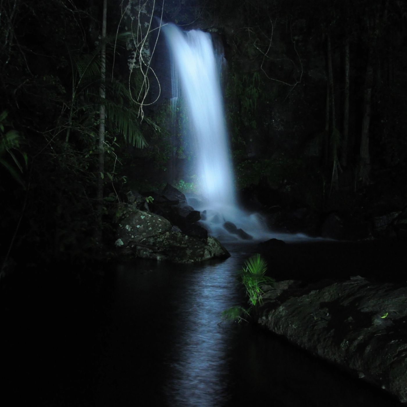Southern Cross Tours Evening Rainforest & Glow Worm Experience