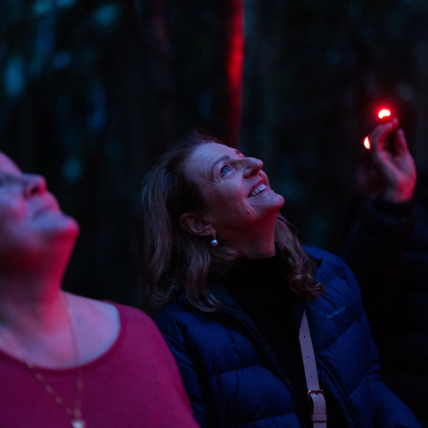 Southern Cross Tours Evening Rainforest & Glow Worm Experience