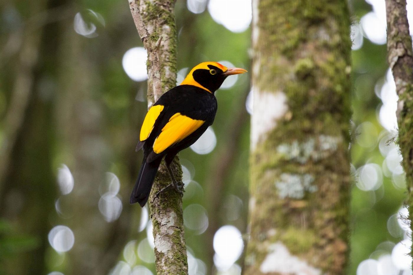 Southern Cross Tours Lamington National Park, O'Reilly's & Vineyard Tour