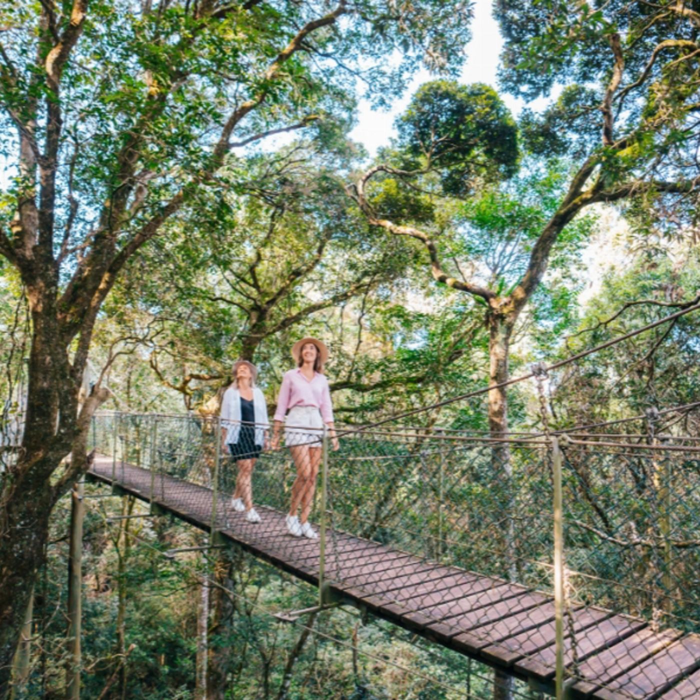 Southern Cross Tours Lamington National Park, O'Reilly's & Vineyard Tour