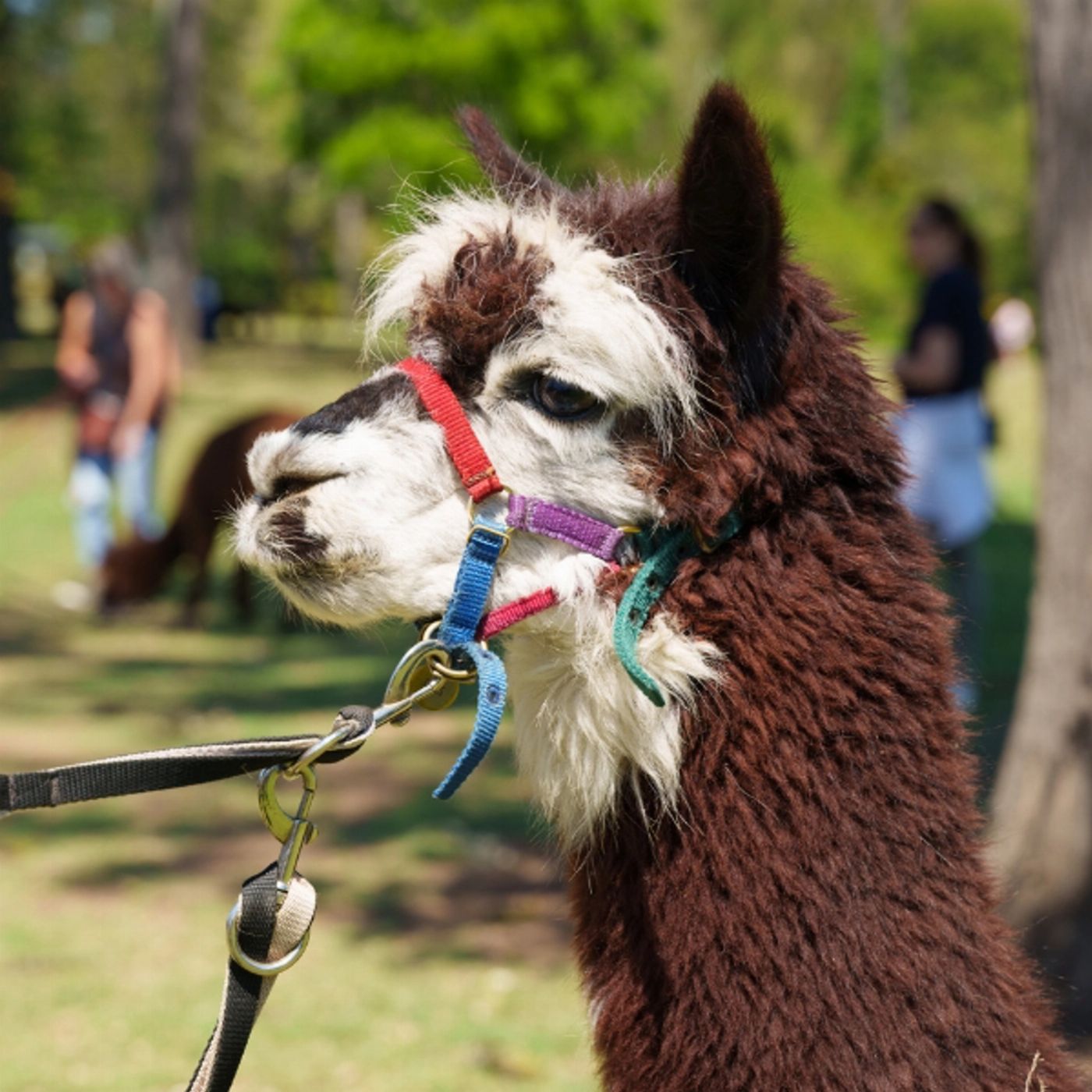 Southern Cross Tours Lamington National Park, O'Reilly's & Vineyard Tour
