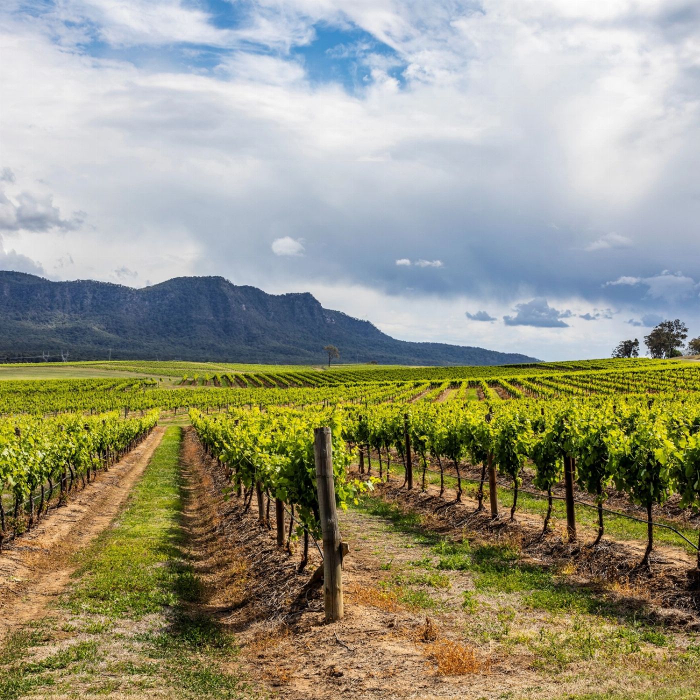 Colourful Collective Travel Hunter Valley Signature Experience Day Trip from Sydney (FLEXIBLE Fare)