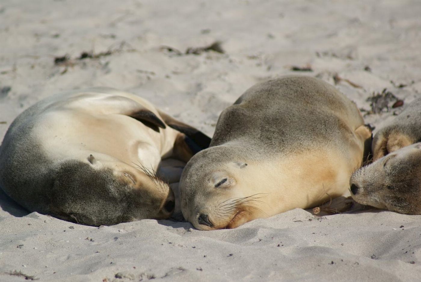 Sealink SA Kangaroo Island Experience (On Island)