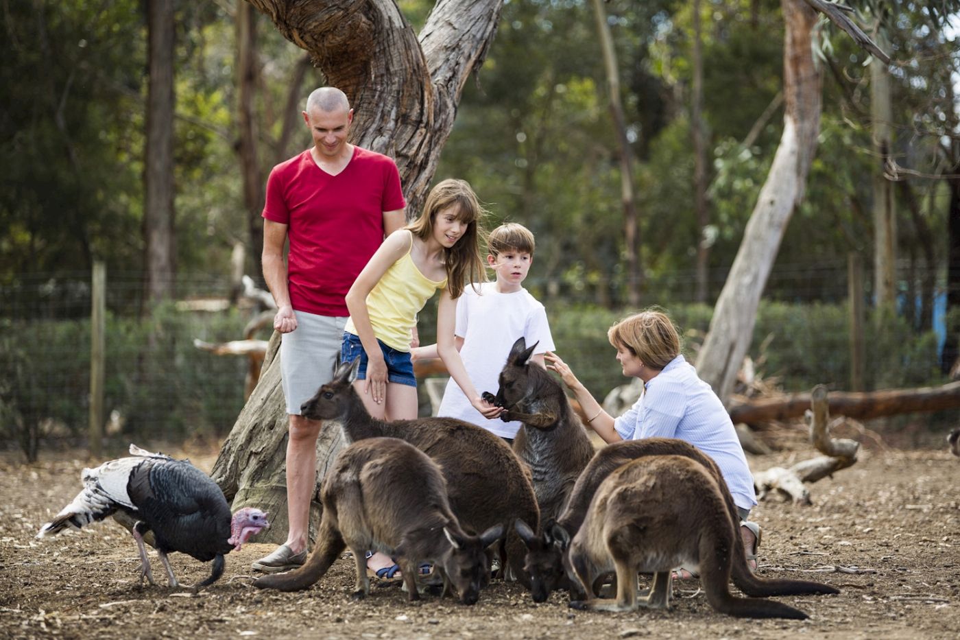 Sealink SA Kangaroo Island Experience (On Island)