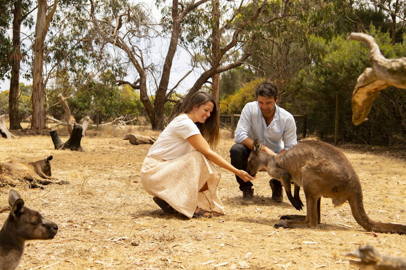 Sealink SA Kangaroo Island Experience (On Island)