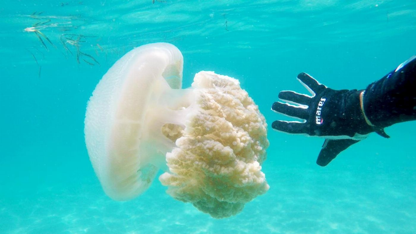 Queensland Scuba Diving Company PADI Open Water Course