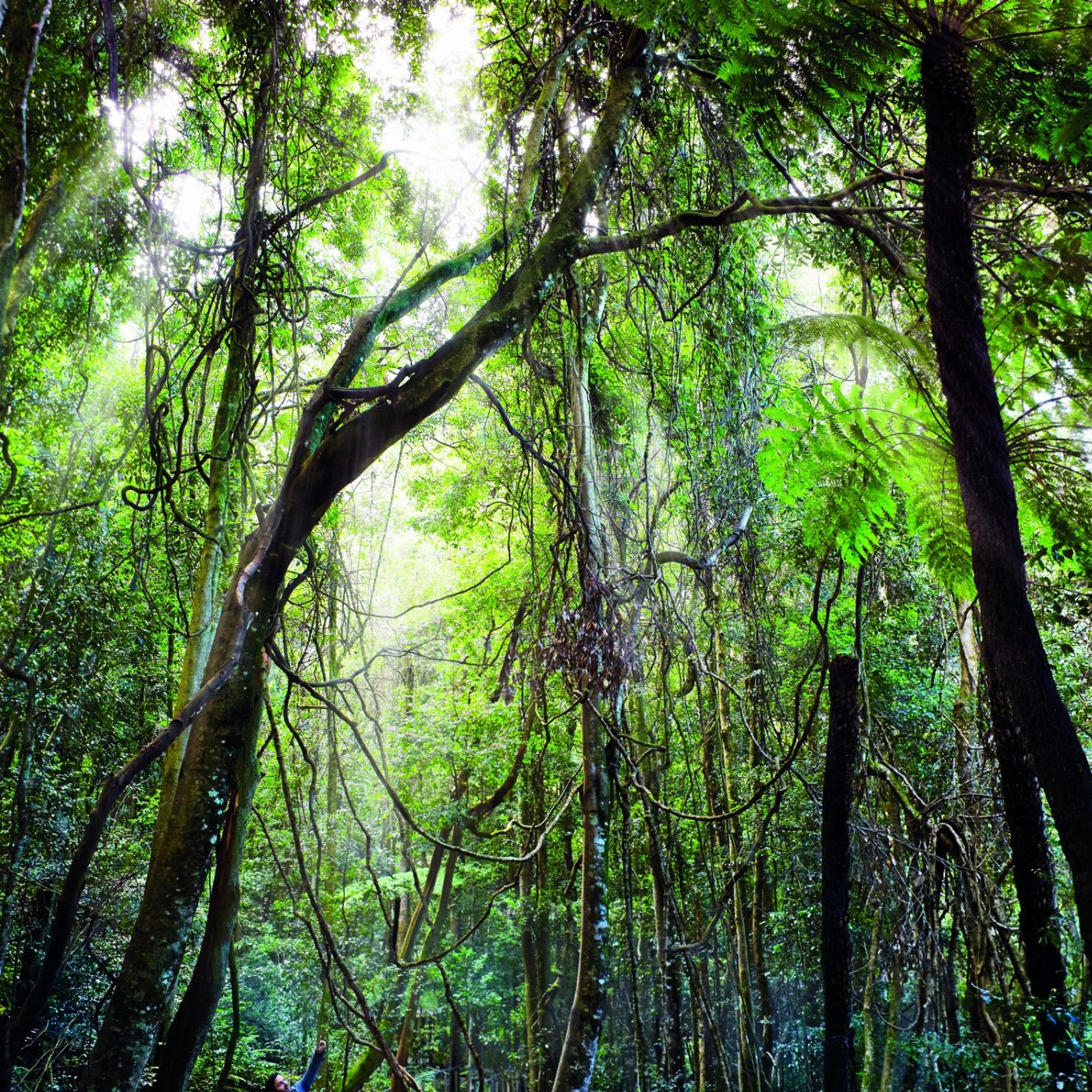 Anderson's Tours All Inclusive Small Group Blue Mountains Tour
