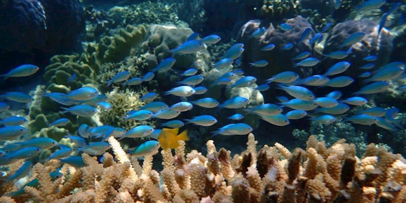 Sailaway Outer Reef - Mackay Coral Cay