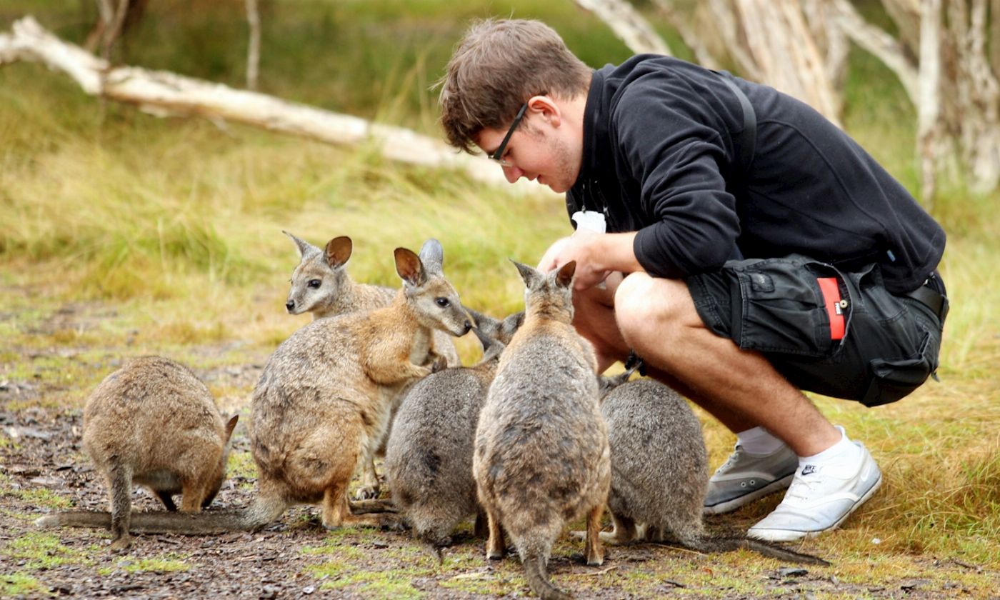 Go West Tours Phillip Island Penguin Parade Small Group Eco Tour