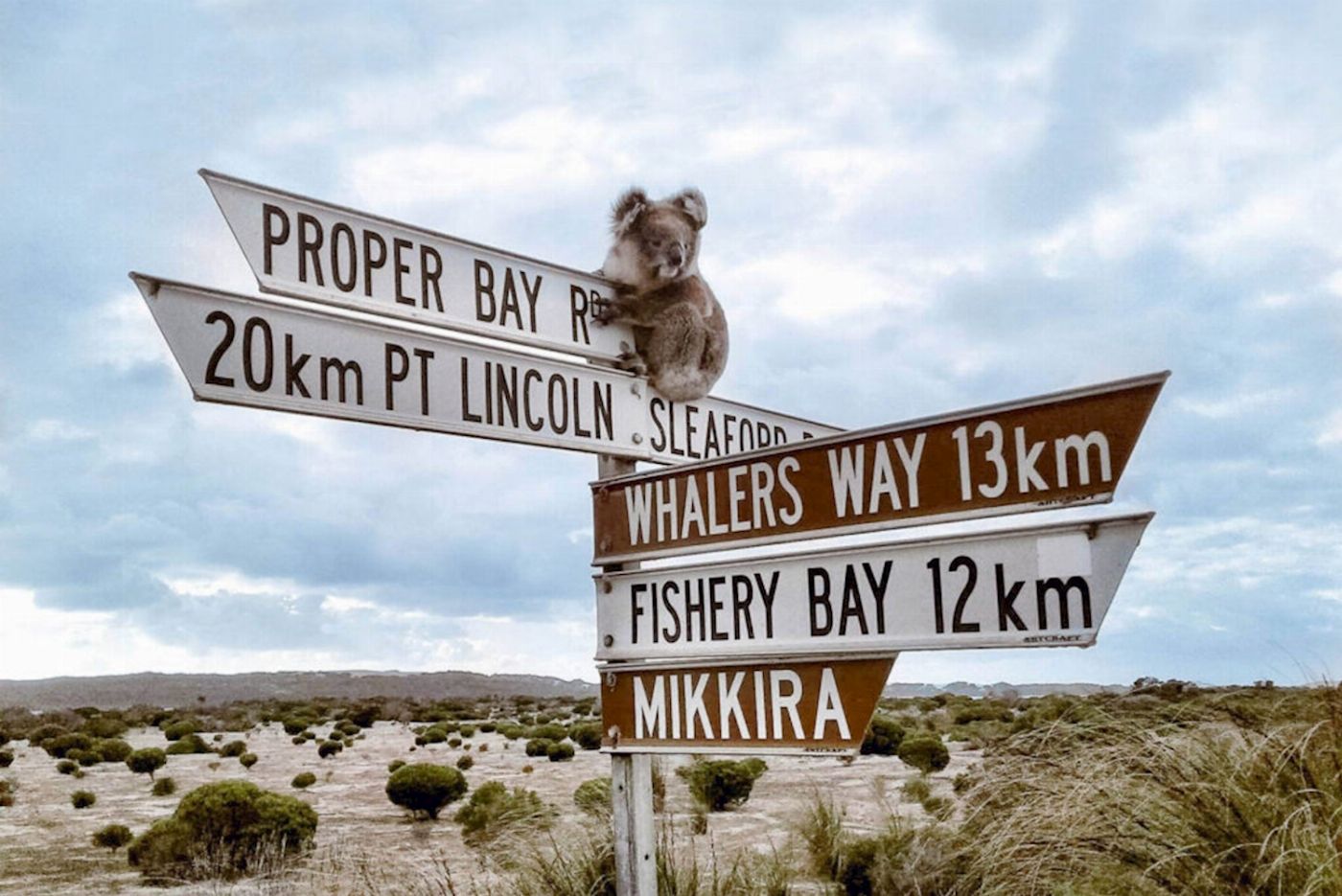 Untamed Escapes Port Lincoln Tour