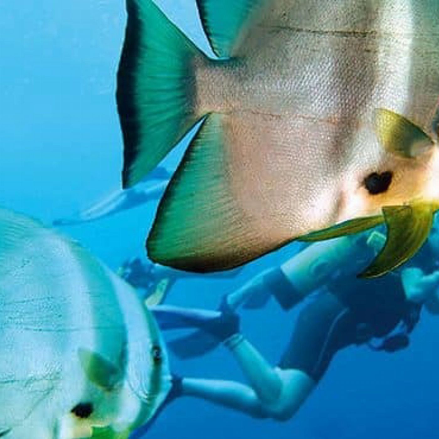 Cairns Premier Ocean Freedom Cruise to Upolu Cay Reef & Outer Edge Upolu Reef (Family 2 adults + 2 children)