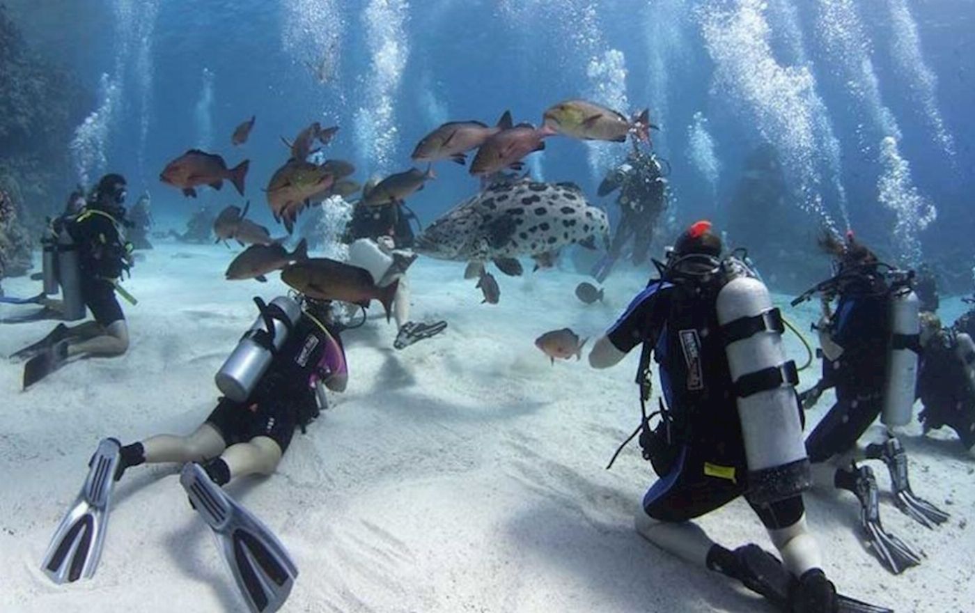 Divers Den PADI Open Water & Advanced (6 Day 3 Night Liveaboard)