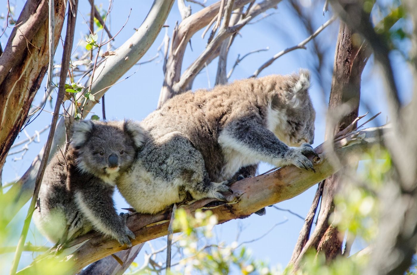 Autopia Tours Melbourne to Adelaide 3 Day (Private Single Room)