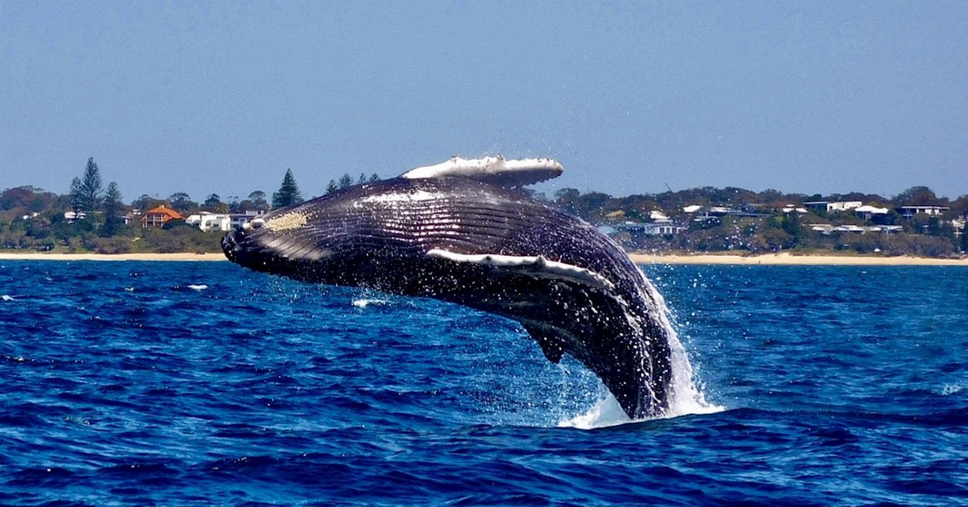 Adventure Rafting Mooloolaba Whale Watching Experience