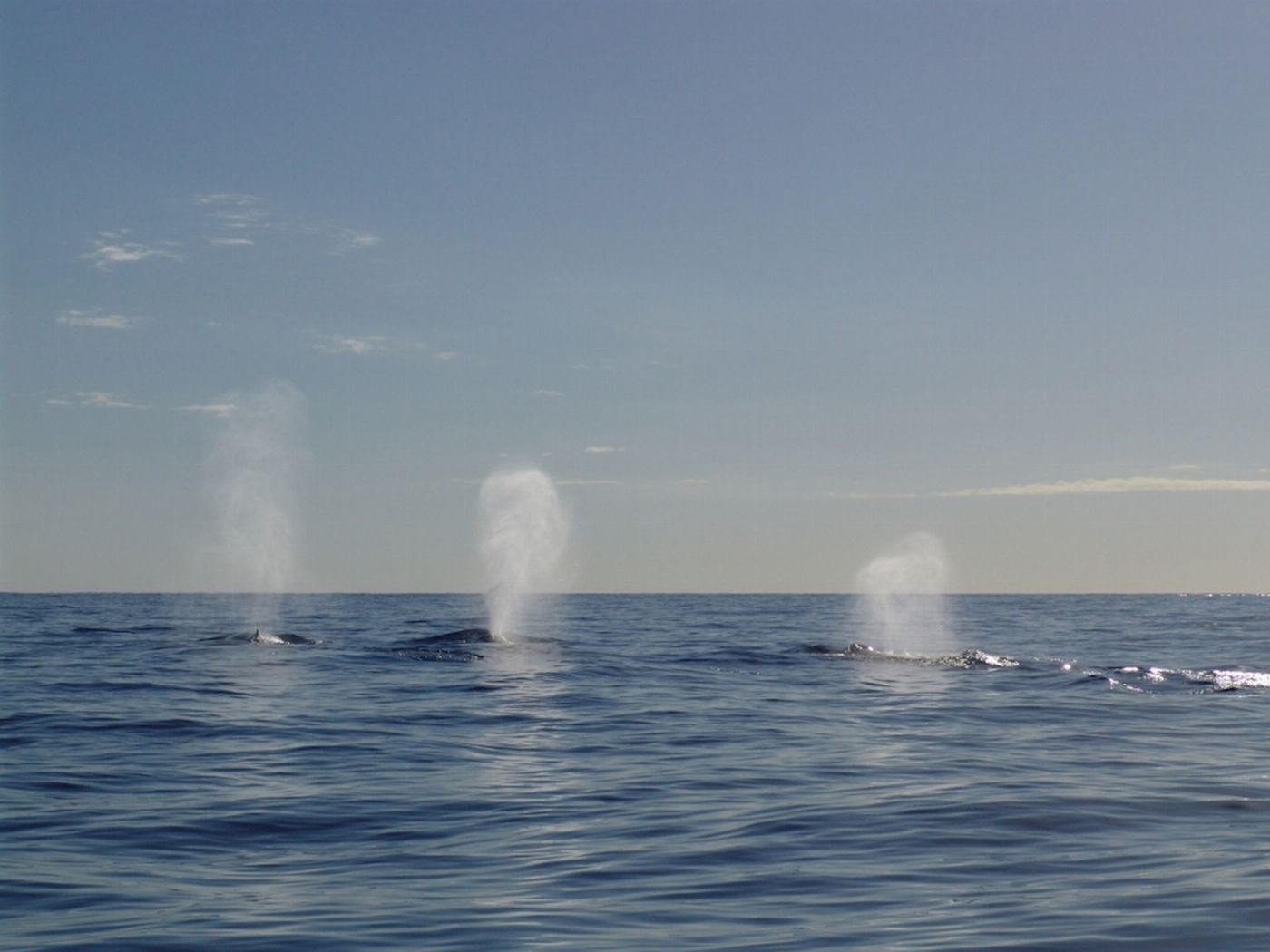 Adventure Rafting Mooloolaba Whale Watching Experience