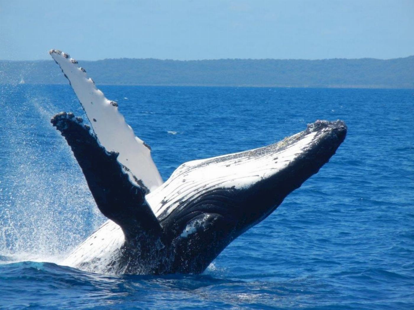 Adventure Rafting Mooloolaba Whale Watching Experience