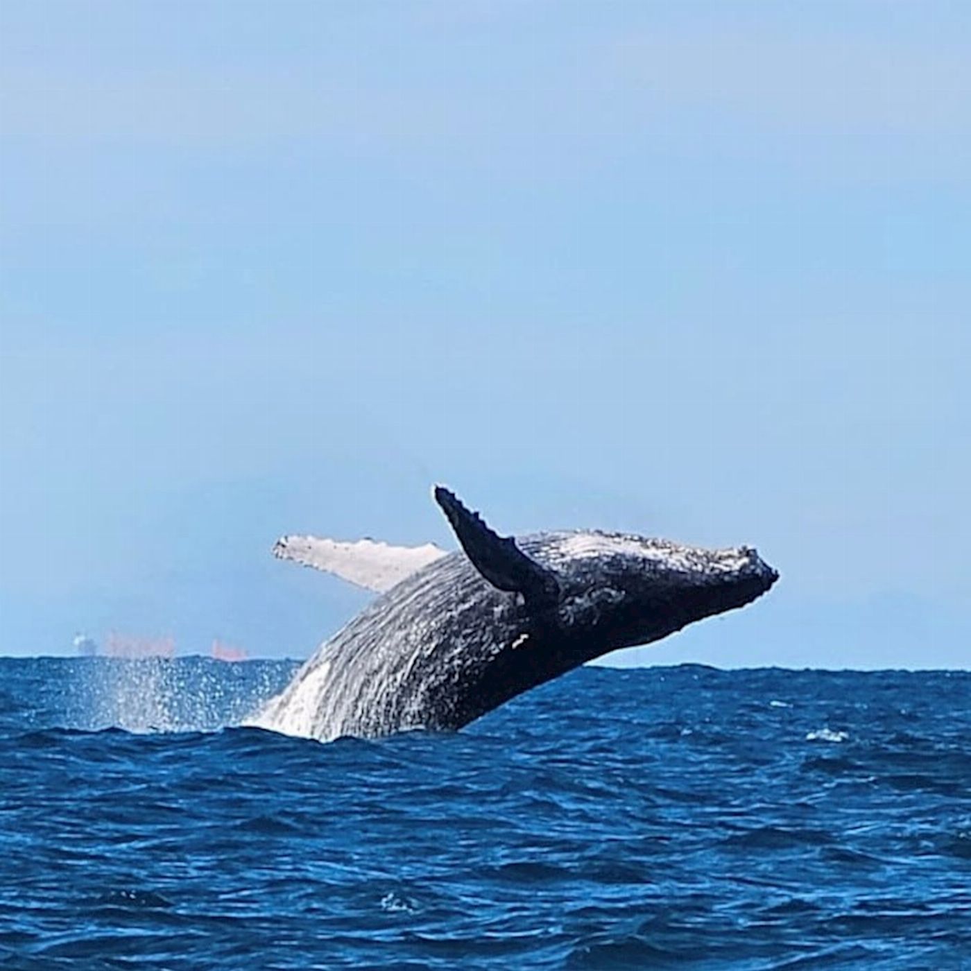 Adventure Rafting Mooloolaba Whale Watching Experience
