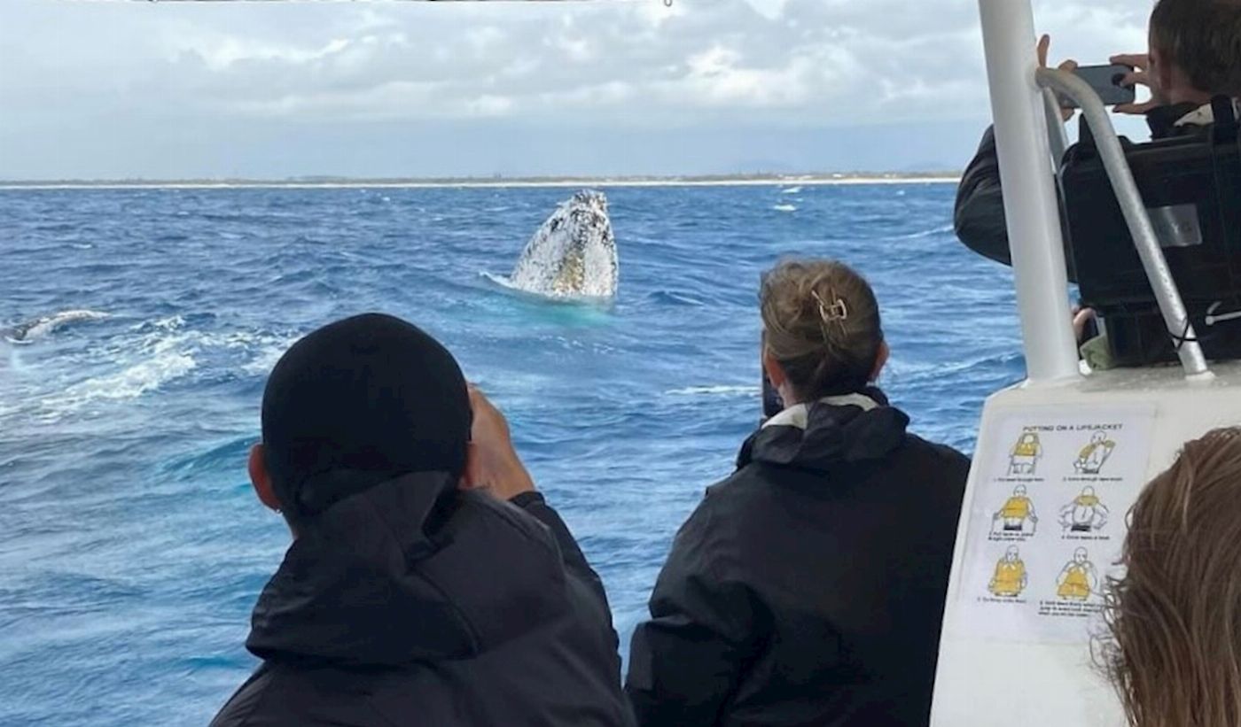 Adventure Rafting Mooloolaba Whale Watching Experience