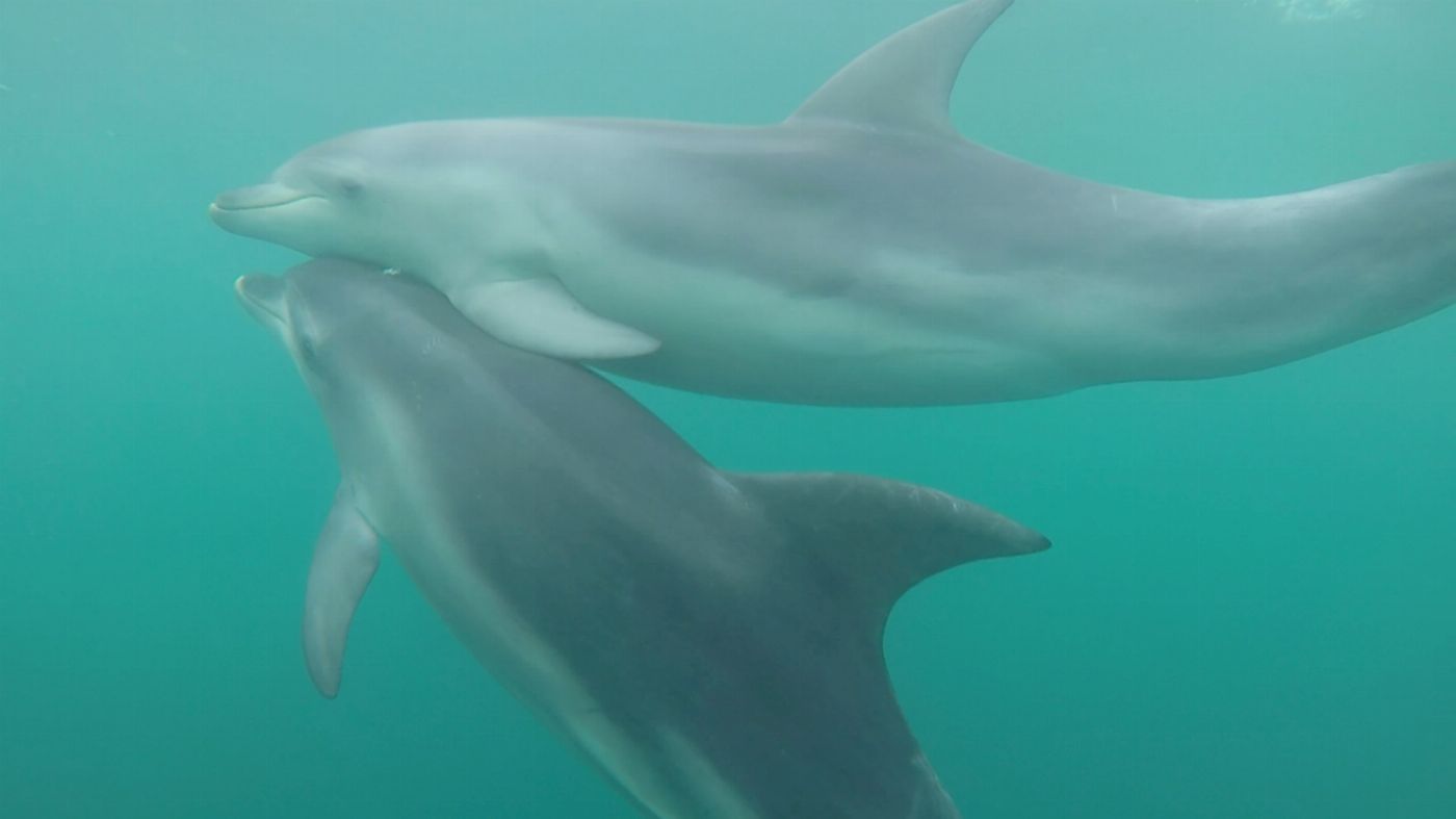 See All Dolphin Swim Seal & Dolphin Swim Tour (Swimmer)
